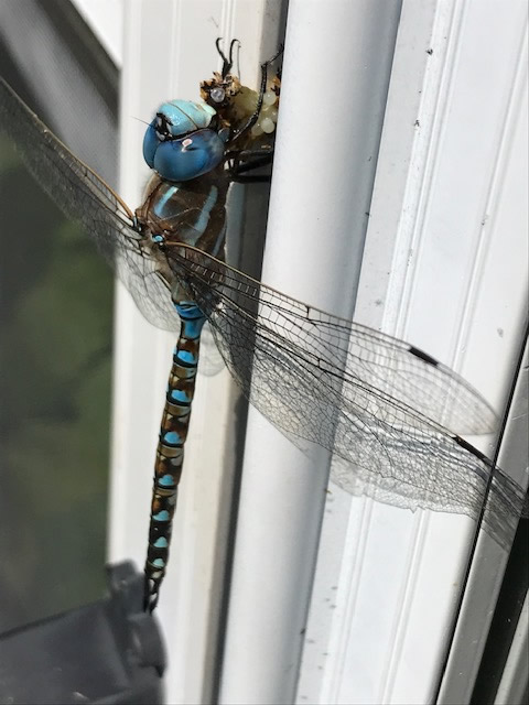 dragonfly