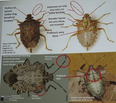 stink bugs