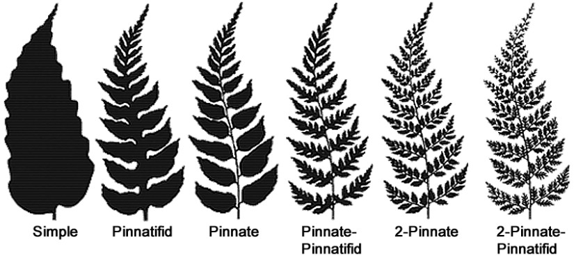 fern leaf divisions