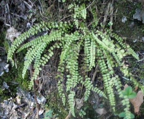maidenhair spleenwort