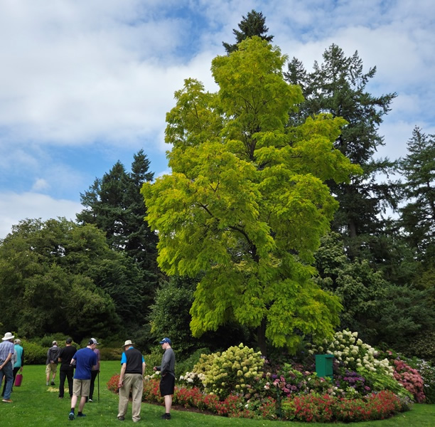 trees and flowers