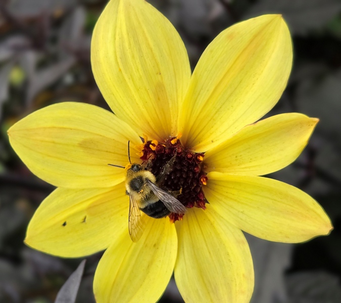 yellow flower