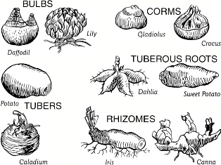 bulbs, tubers, rhizomes, corms