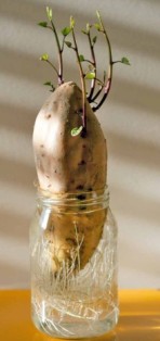 sweet potato in water