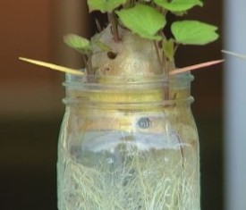 white potato in water