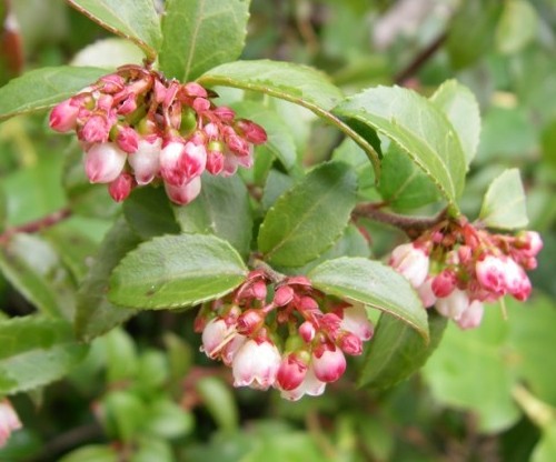 Evergreen Huckleberry 