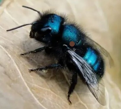 Mason Bee