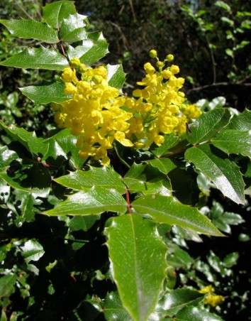 Oregon Grape