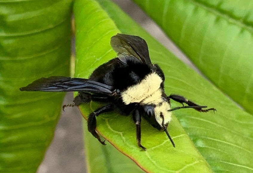 yellow-faced bumblebee
