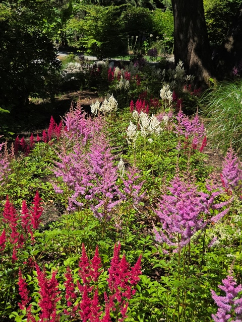 astilbe