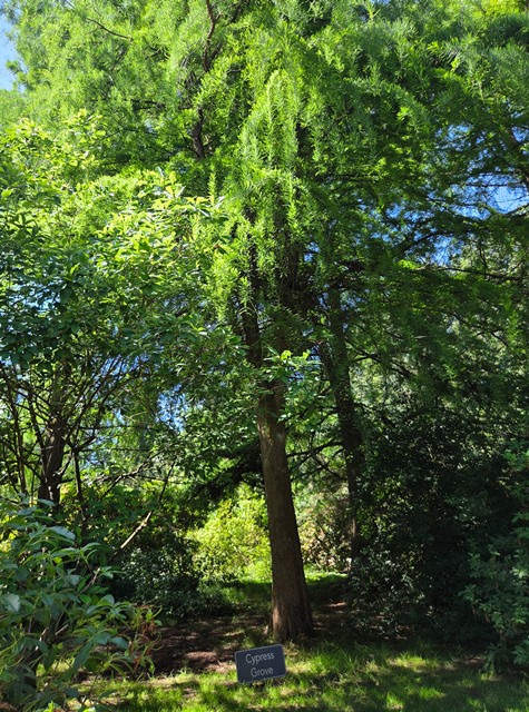 swamp cypress