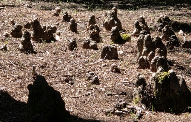 bald cypress roots