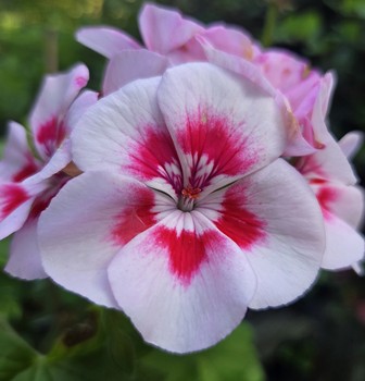 Zonal Geranium