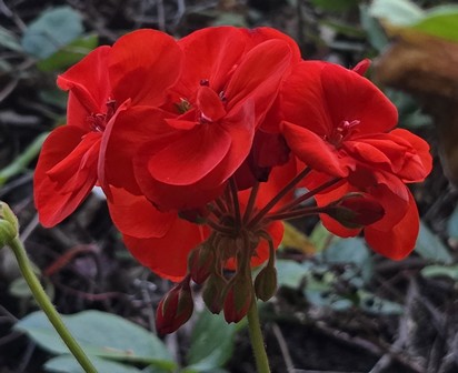 Red Geranium