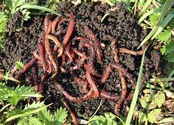 Red Wriggler worms