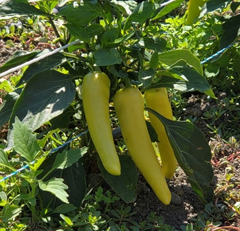 peppers